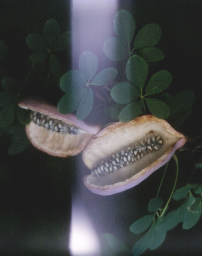 Akebia quinata