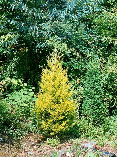 "Szobaciprus": Cupressus macrocarpa 'Goldcrest'