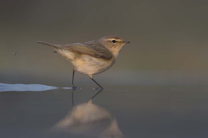 Csilpcsalp fzike(Phylloscopus collybita)Krmn Balzs felvtele