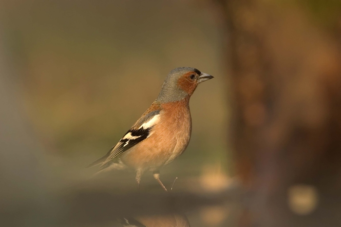 Erdei pinty (Fringilla coelebs) Krmn Balzs felvtele