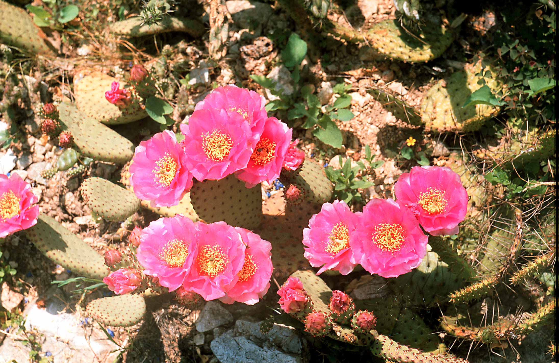 Opuntia basilaris f. rosea